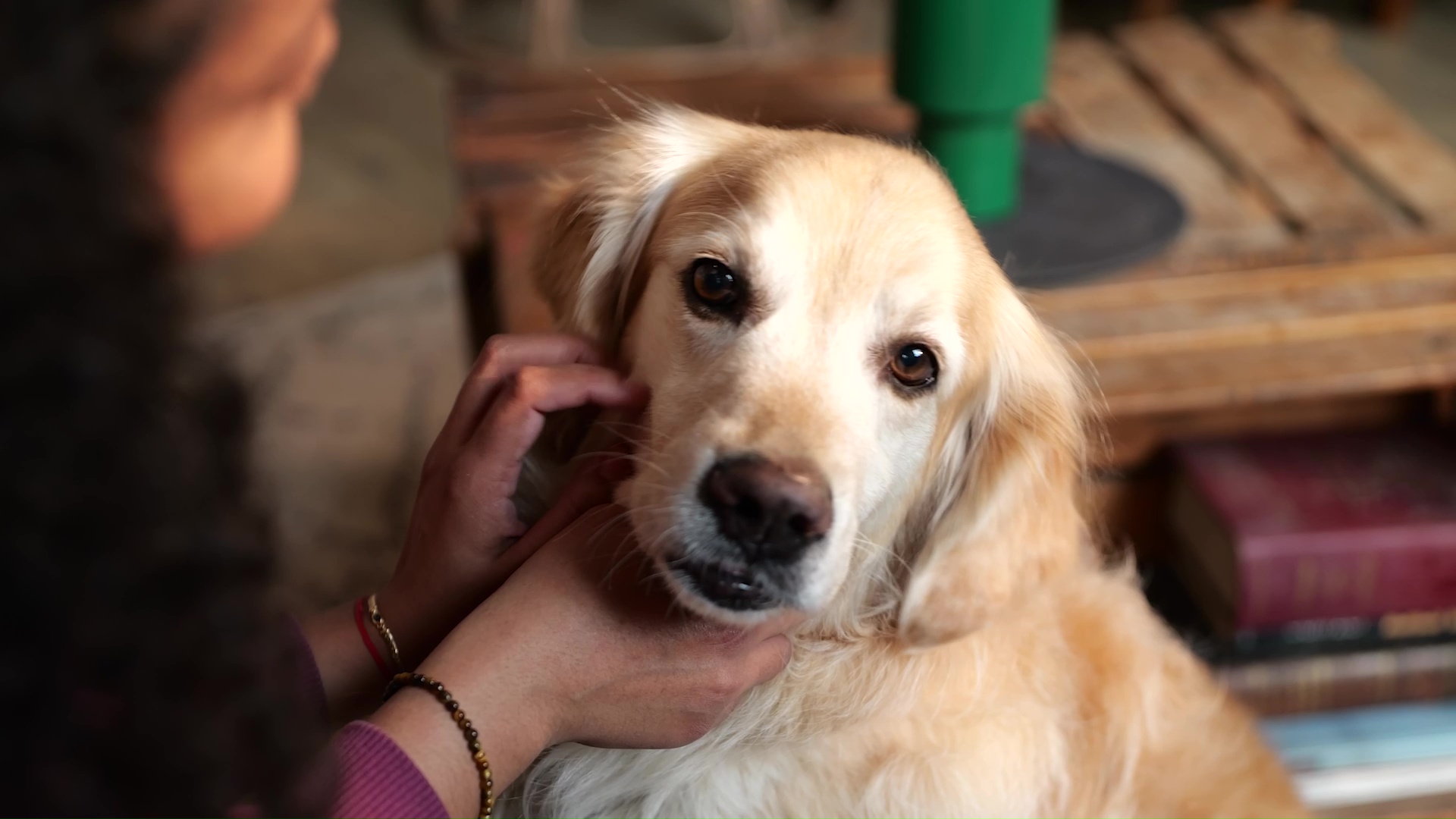 Pet ebeveynleri parazit riskleri konusunda yeterli farkındalığa sahip değil